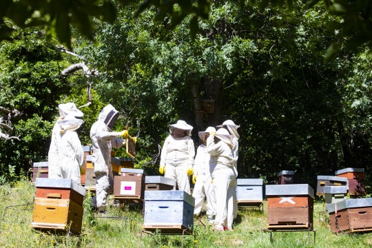 Ser apicultor per un dia, tota una experiència