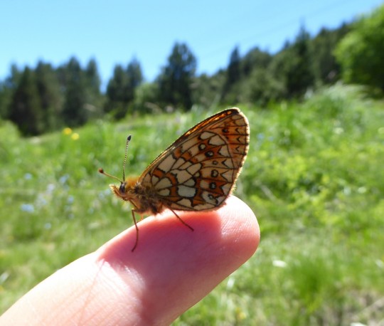 Celebració dels 20 anys del projecte de seguiment de papallones diürnes - BMSAnd
