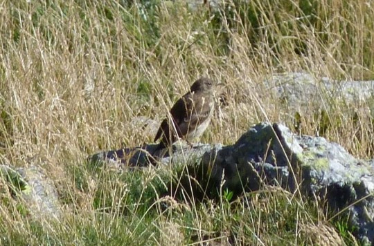Observació d'ocells de la Migració de Tardor