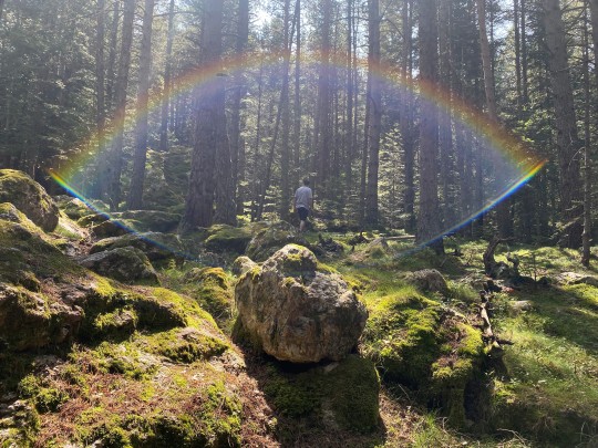 Banys de bosc, Be Forest