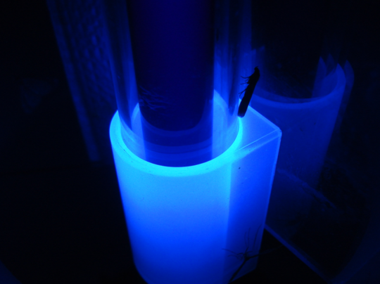 Nit de les papallones nocturnes (Moth Night - 2025)