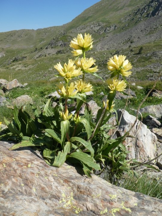 Curs de d’aquarel·la botànica a l’aire lliure
