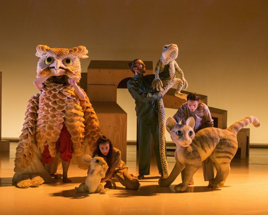 festival de titelles la gata encamp