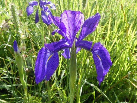Sortida de botànica musicalitzada a Sorteny