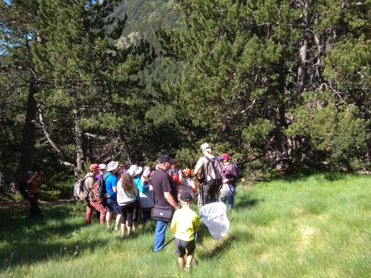 Sortida per conèixer les papallones diürnes
