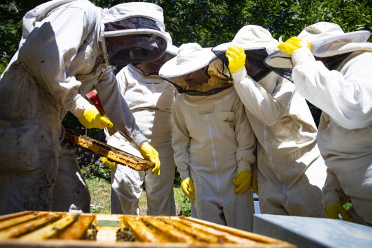 Ser apicultor per un dia, tota una experiència
