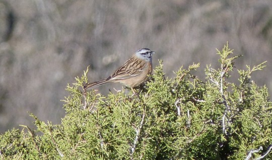 Sortida primaveral d'observació d'ocells a coll de Jou